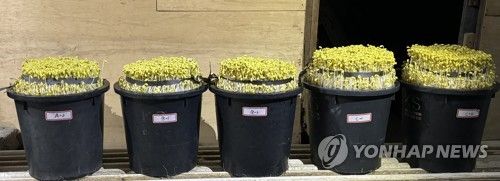 제주도 개발 신품종 나물콩 '해찬'