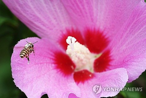 경기 수원시 권선구 수원무궁화원에서 꽃가루를 가득 묻힌 꿀벌이 활짝 핀 무궁화 사이를 분주하게 날아다니고 있다. [연합뉴스 자료사진]