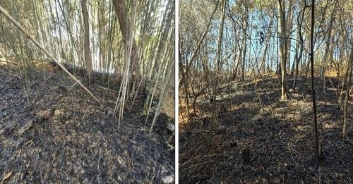 서산 대나무밭 화재 현장