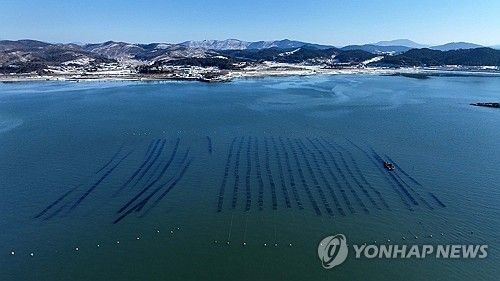 최강 한파에도 김 수확 한창