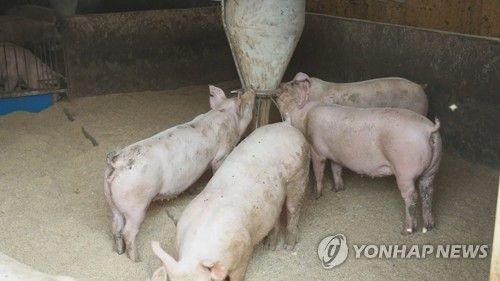 돼지농장
