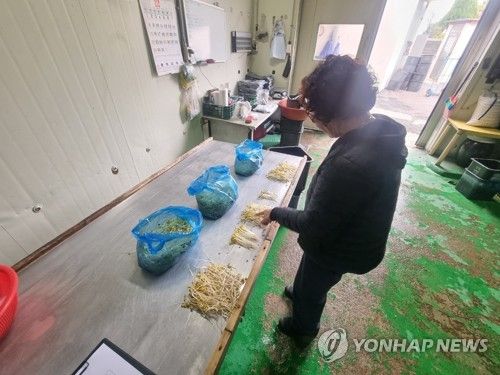 제주도 개발 신품종 나물콩 '해찬'