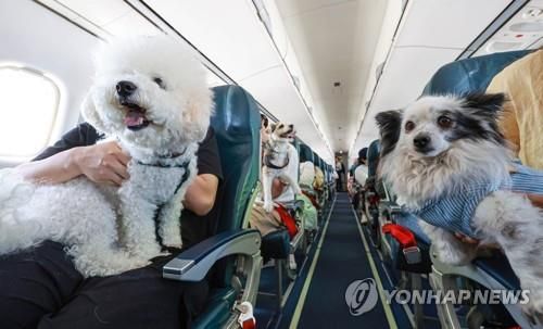 반려견과 함께하는 여행 