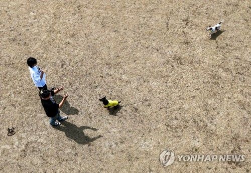 반려견