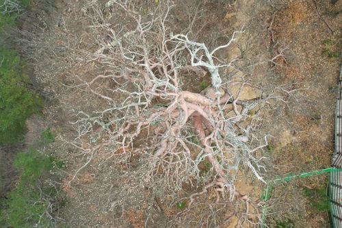 녹색연합 "울진군 대왕소나무 고사"