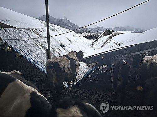 폭설에 당진 젖소농장 축사 지붕 붕괴