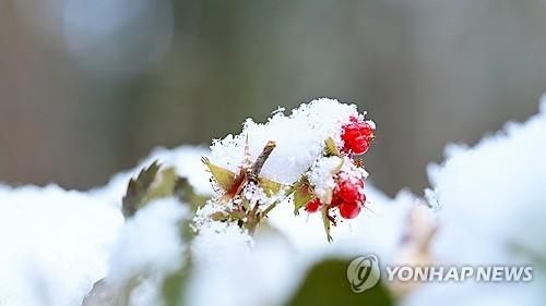 눈 맞은 겨울딸기