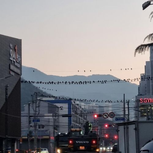 북구 전깃줄에 앉아 있는 떼까마귀