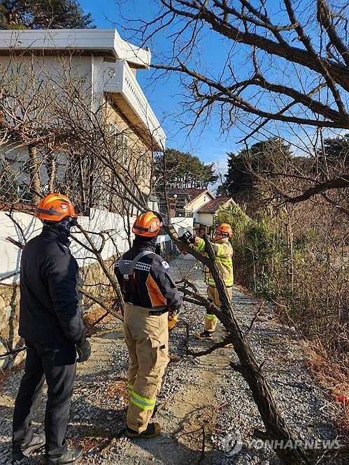 강한 바람에 못 견딘 나무