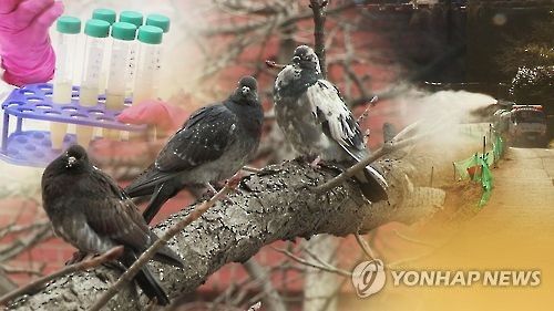 도심 비둘기(CG)