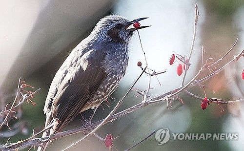 직박구리의 겨울 만찬