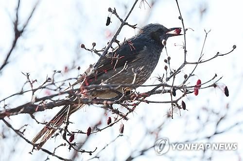 직박구리의 겨울 만찬