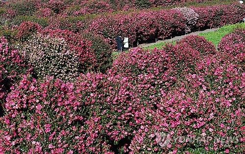 제주의 겨울은 동백의 계절