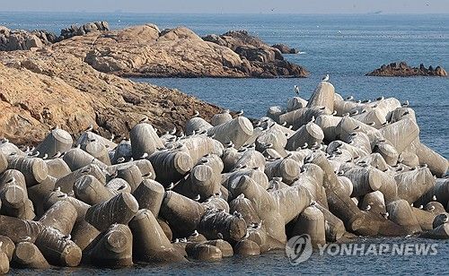 포근한 날씨를 보인 지난 20일 부산 기장군 일광면 바닷가 방파제에 갈매기들이 햇볕을 쬐고 있다. [연합뉴스 자료사진]