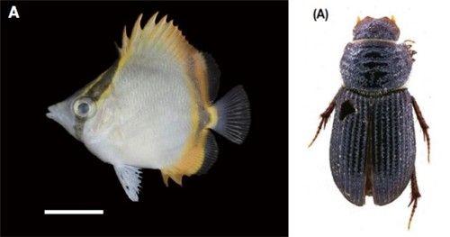 노랑점나비고기(왼쪽)과 뭉툭혹줄모래풍뎅이(오른쪽). [국립생물자원관 제공. 재판매 및 DB 금지]