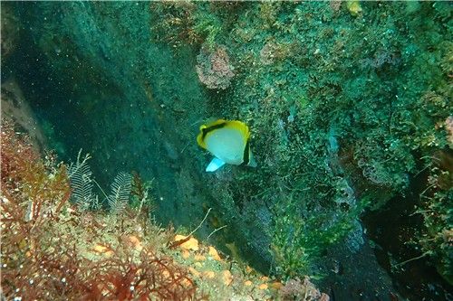 노랑점나비고기. [국립생물자원관 제공. 재판매 및 DB 금지]
