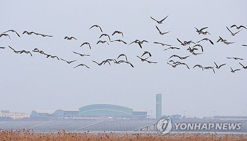 무안공항 인근 지나는 철새들