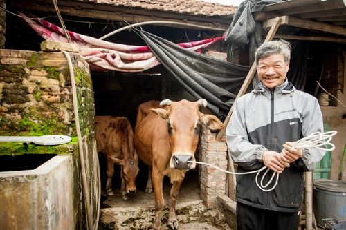 베트남 암소은행에서 지원해준 암소가 송아지를 낳아 기뻐하는 베트남 농민
