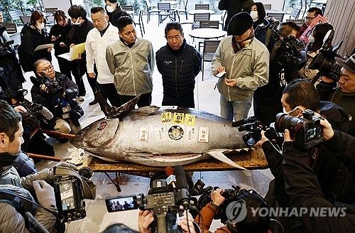2025년 첫 참치 경매서 최고가 기록한 참다랑어