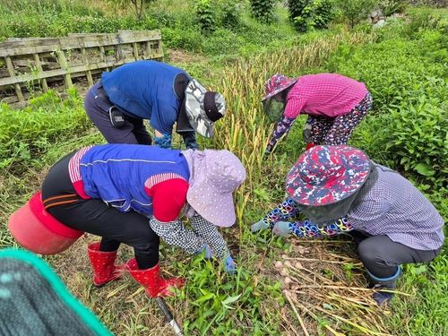 '농촌에서 살아보기'