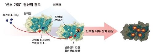 항산화 시스템을 피해 세포 단백질을 손상하는 산소 가둠 경로