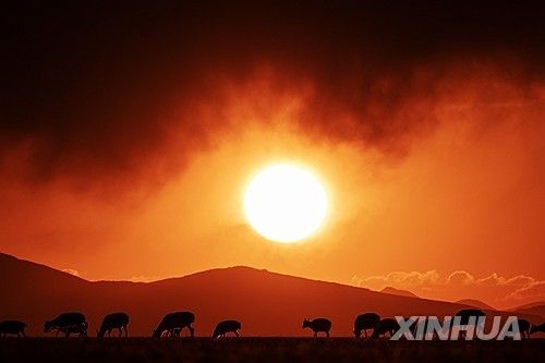 중국 티베트고원(칭짱고원)