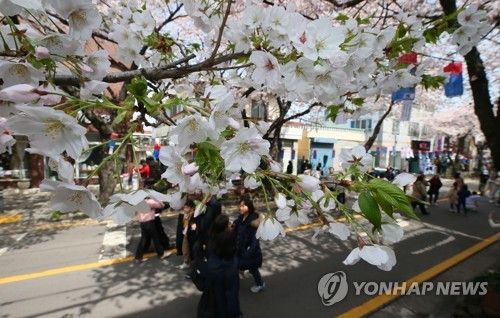 제주시 전농로 벚꽃