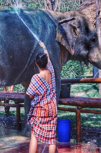 태국 코끼리 씻어주기 체험활동