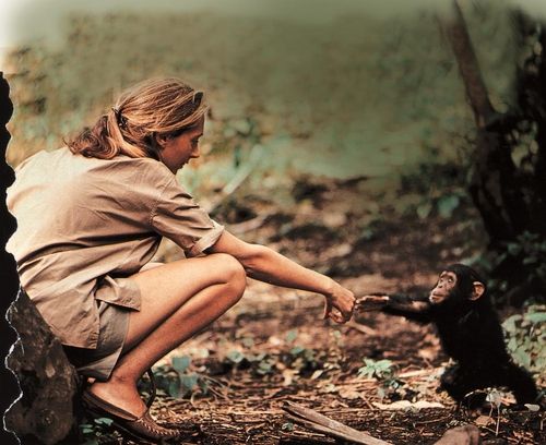 제인 구달과 어린 침팬지