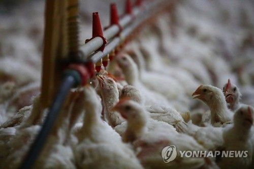 육계. [농촌진흥청 제공. 재판매 및 DB 금지]