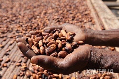 가나 동부 지역에서 수확된 코코아 