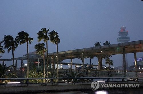 바람에 흔들리는 야자수