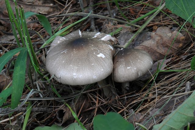 광비늘주름버섯