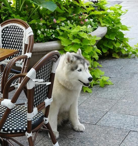 시내 곳곳에서 만날 수 있는 반려견들 [사진/성연재 기자] 