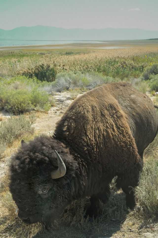 버스 앞으로 다가온 바이슨 [사진/성연재 기자]