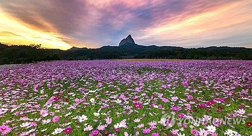 마이산 석양과 코스모스 