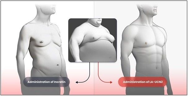 HM17321(오른쪽)과 기존 인크레틴 기반 약물의 비만 치료 효능을 비교한 개념도.