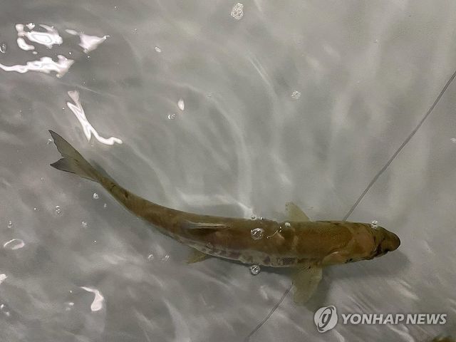 고향 울산 태화강에 회귀한 연어