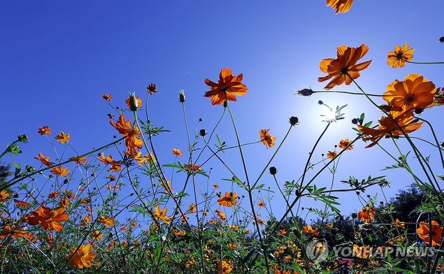 파란 가을하늘과 코스모스