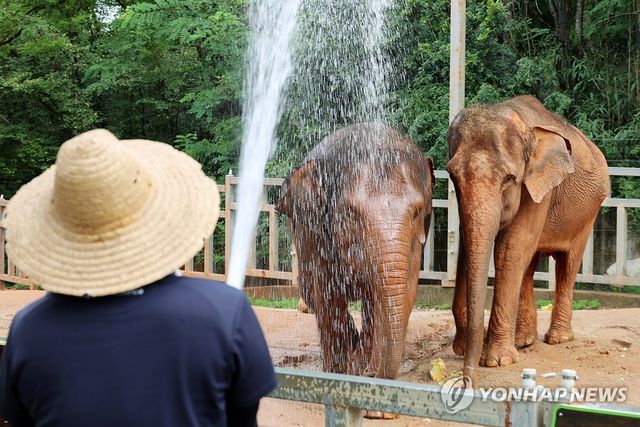 물세례 받는 코끼리