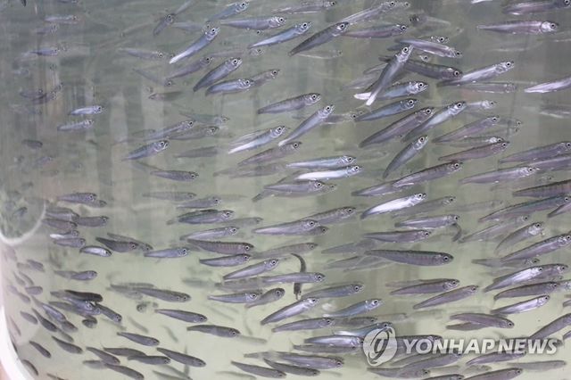 인공부화 성공한 태화강 새끼 연어