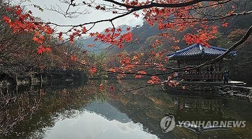 가을빛으로 물든 내장산