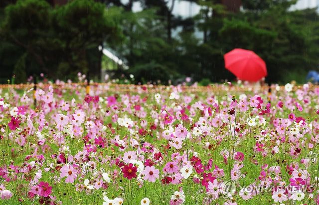 가을비 맞으며 활짝 핀 코스모스