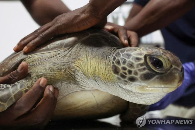 나이지리아에서 구조돼 도움의 손길 받는 푸른바다거북