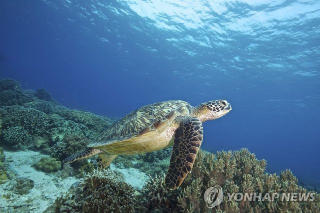 바닷속 유영하는 바다거북