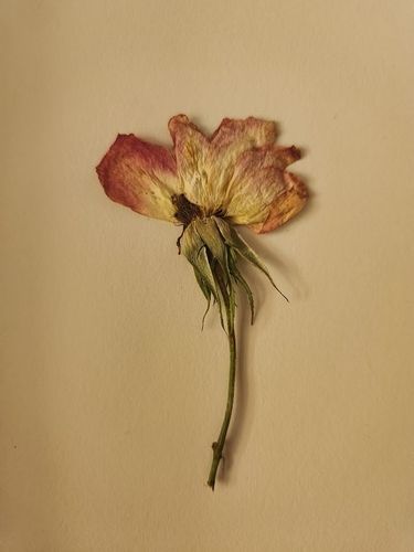 "내가 태어난 땅의 꽃" 