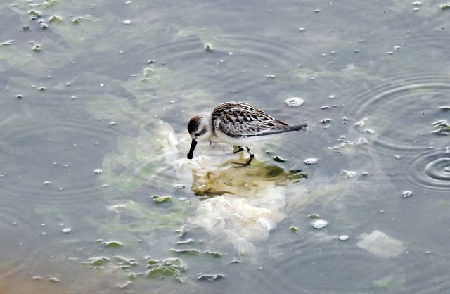 솔개공원에 나타난 넓적부리도요