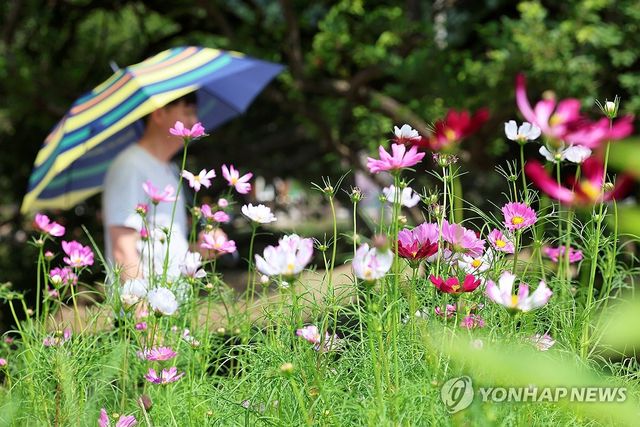 코스모스 핀 가을 산책길