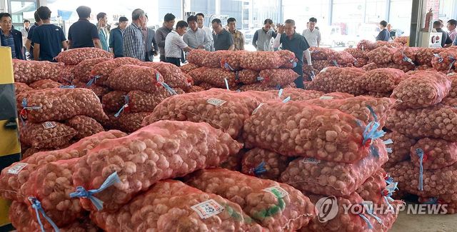 창녕 마늘 경매