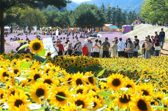 인제 가을꽃 축제